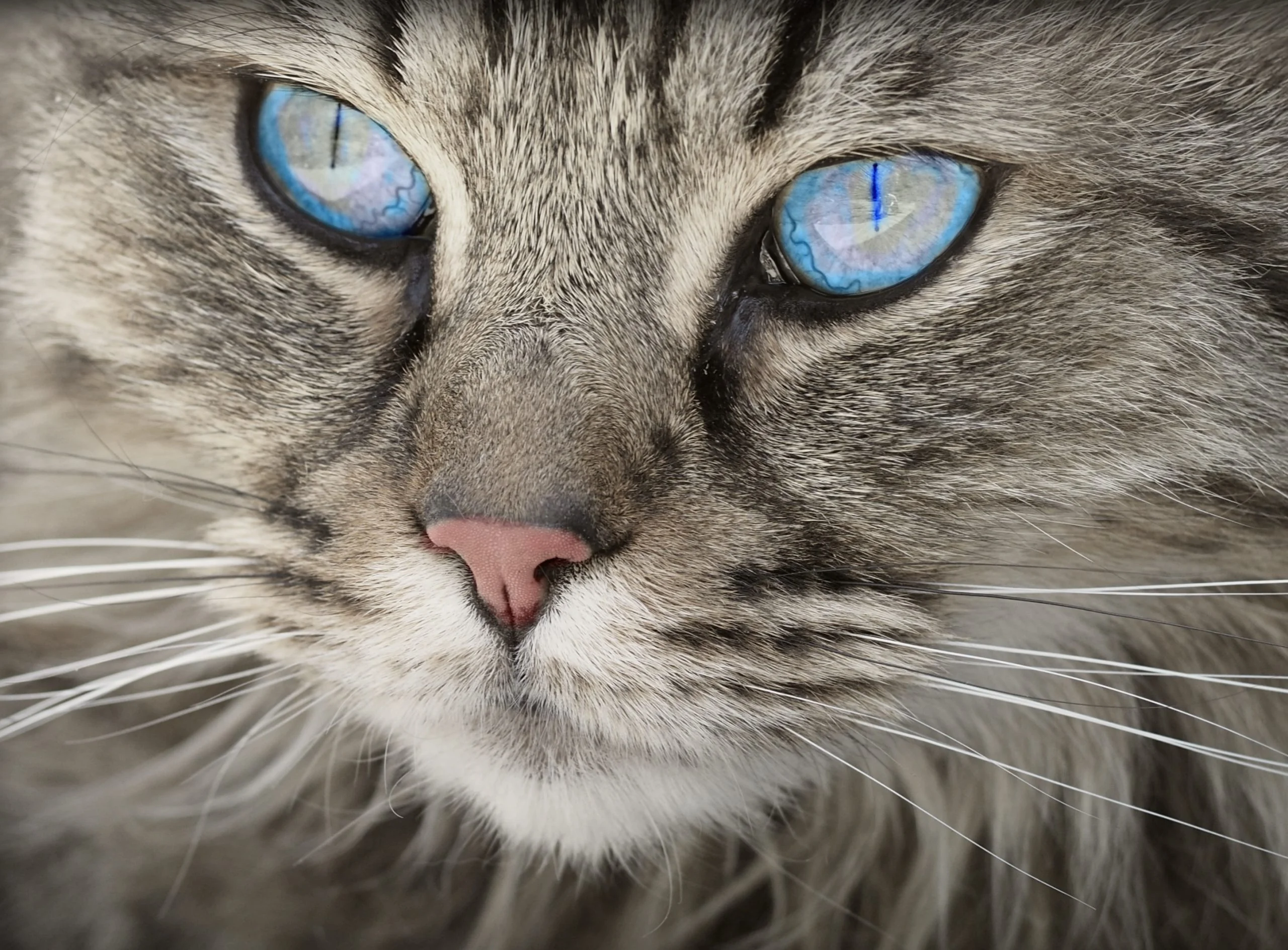 Un chat avec des yeux bleus