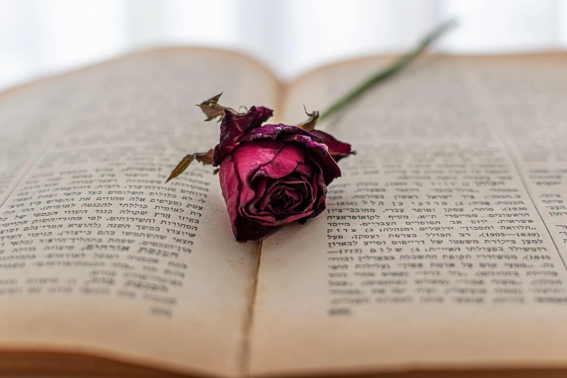 Rosé séchée sur un livre ouvert