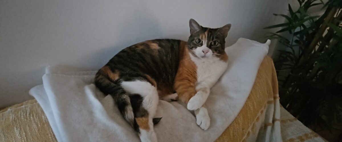 Maya