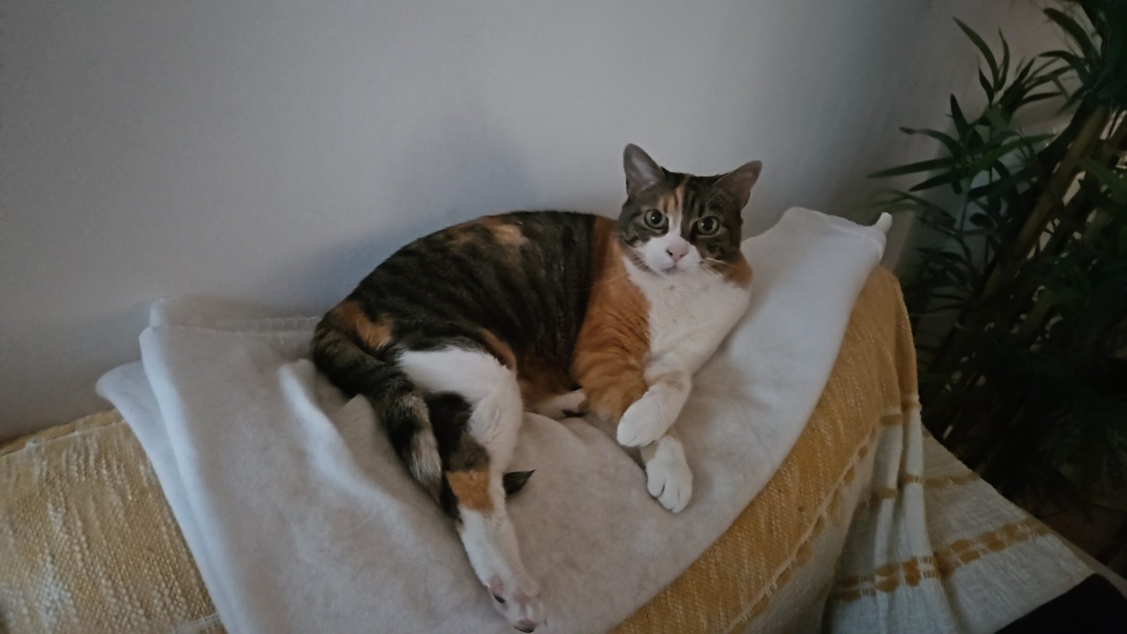 Maya